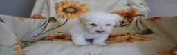 Bichon Frise dogs for sale: Barney  - Ad 9