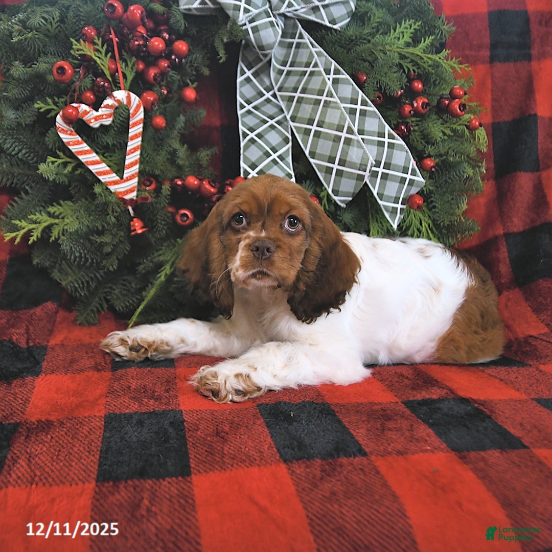 Cocker Spaniel dogs for sale: Max - Ad 5