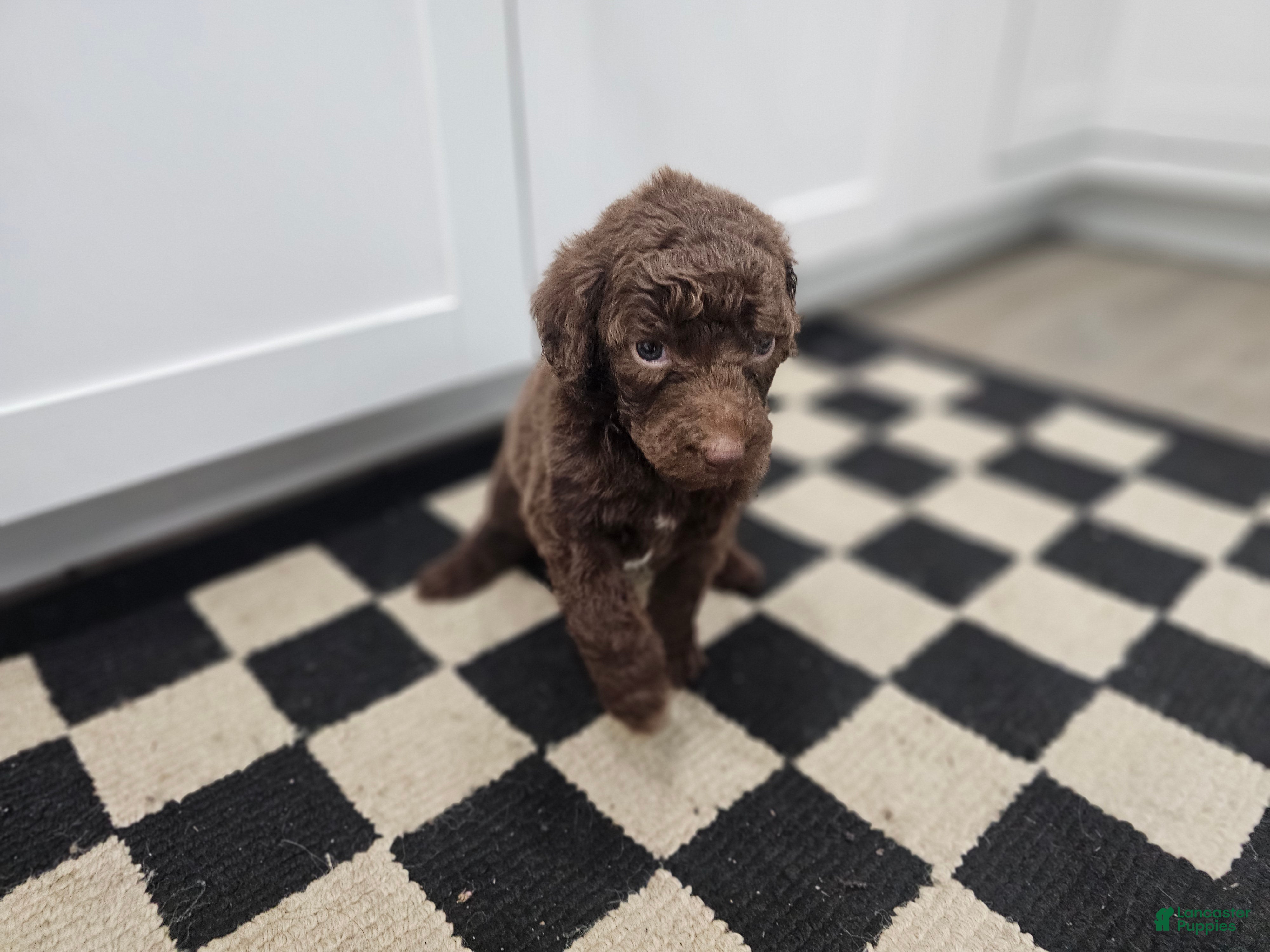 Standard Poodle dogs Jim Halpert - Ad 2