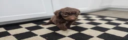 Standard Poodle dogs for sale: Jim Halpert - Ad 6
