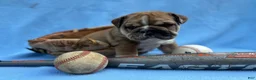 English Bulldog dogs for sale: Harper  - Ad 2