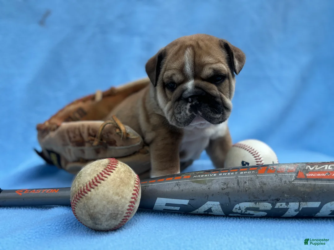 English Bulldog dogs for sale: Harper  - Ad 2