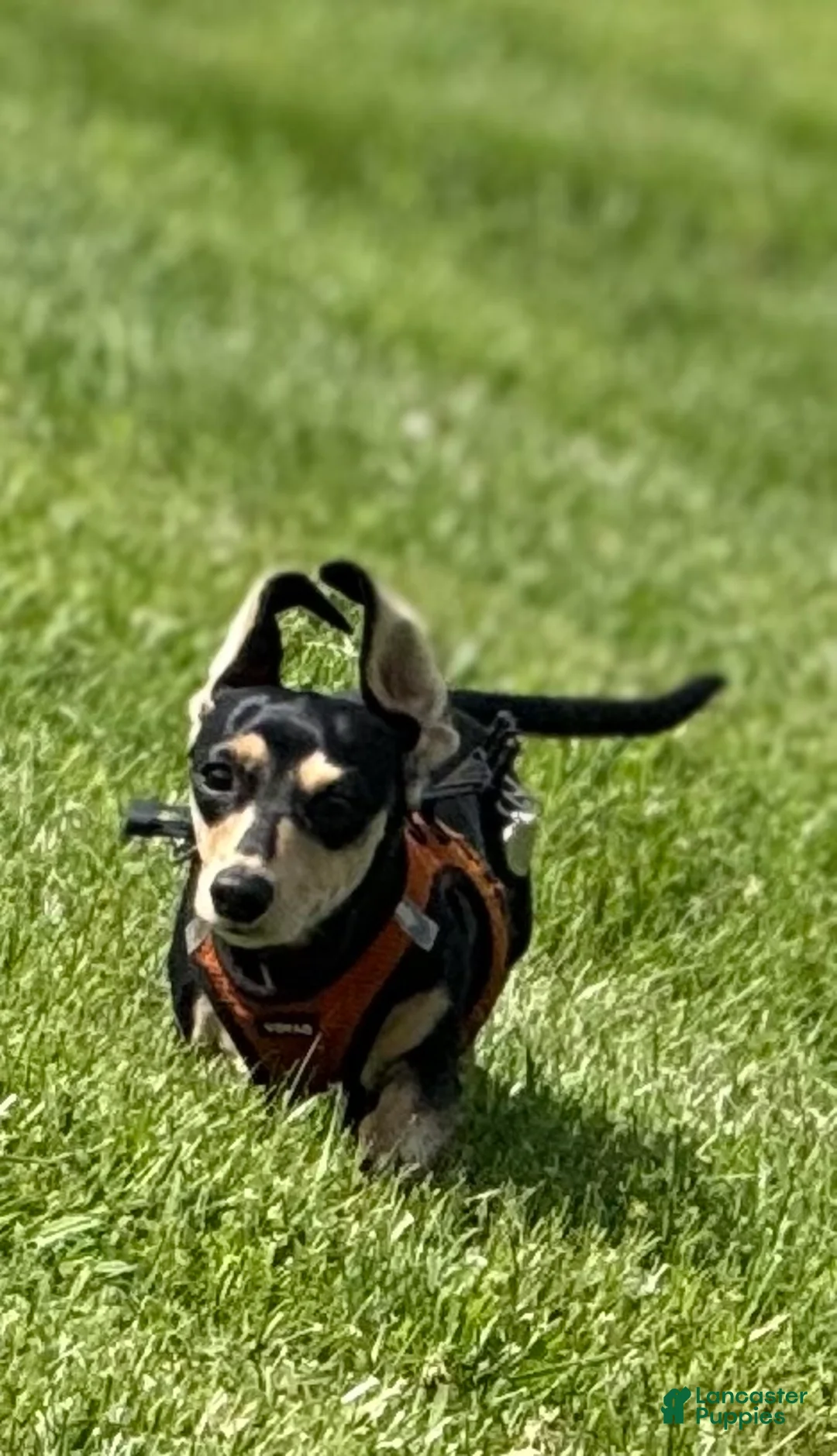 Gallery Image {{count}}