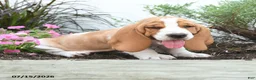 Basset Hound dogs for sale: Oscar - Ad 3