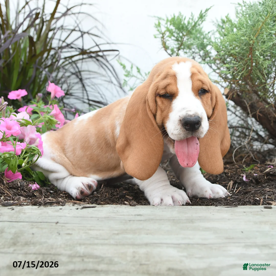 Basset Hound dogs for sale: Oscar - Ad 3
