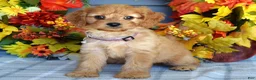 Cavapoo dogs for sale: Harper - Ad 4