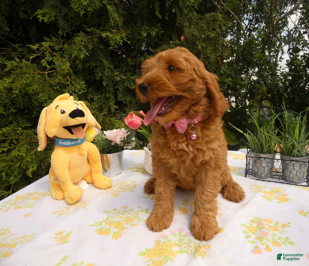 Mini Goldendoodle dogs for sale: Goldendoodle 4 Shelly - Ad 1