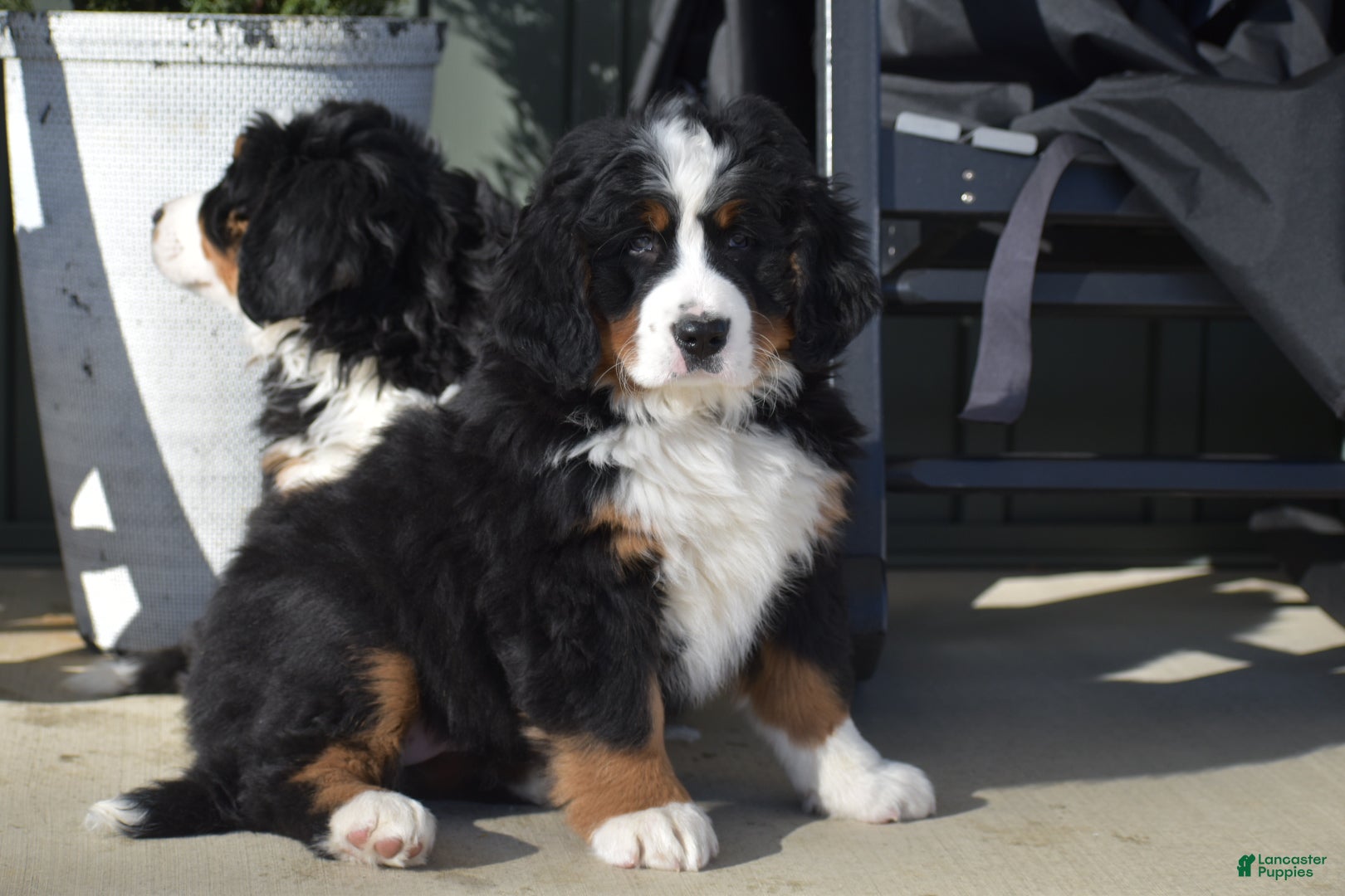 Bernese Mountain Dog dogs Carly - Ad 7