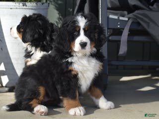 Bernese Mountain Dog dogs Carly - Ad 7