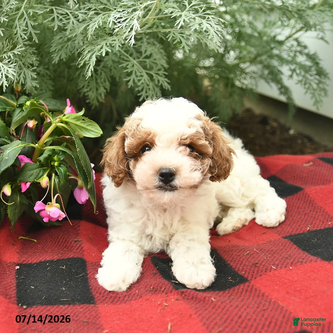 Toy Poodle dogs for sale: Windsor  - Ad 2