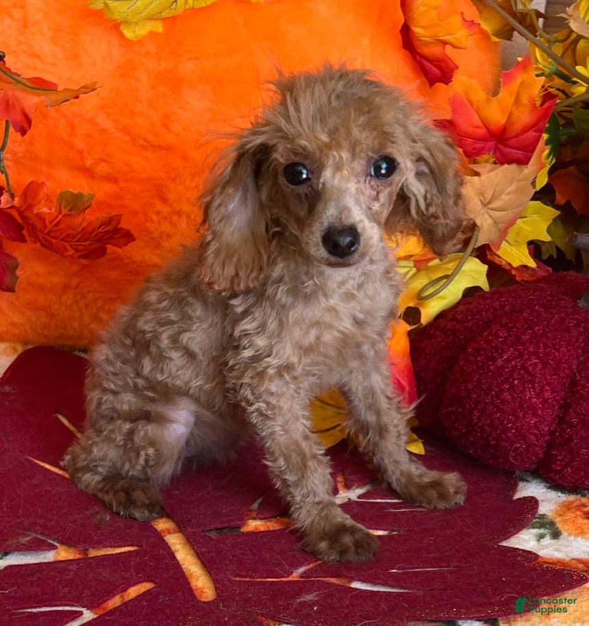 Toy Poodle dogs Rosey - Ad 18
