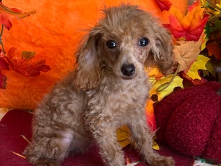 Toy Poodle dogs Rosey - Ad 6