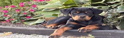 Rottweiler dogs for sale: Maple  - Ad 2
