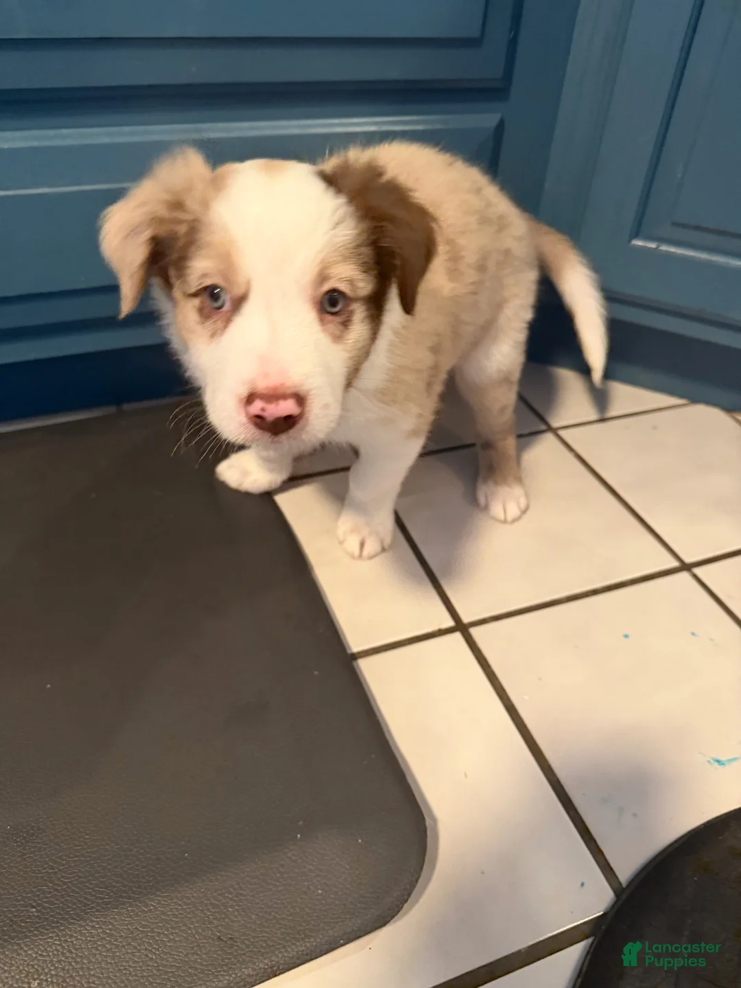 Border Collie dogs for sale: Tank - Ad 2
