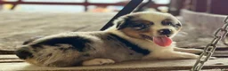 Australian Shepherd dogs for sale: Bear - Ad 5