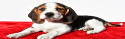 Beagle dogs for sale: Mae - Ad 2
