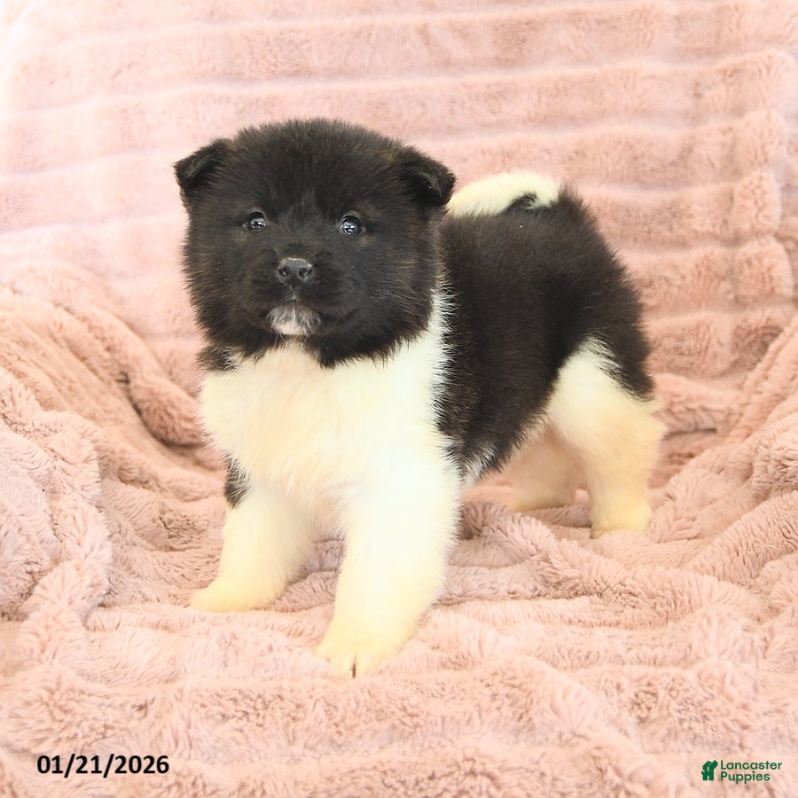 Akita dogs Flame - Ad 8