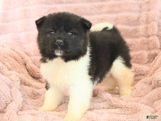 Akita dogs Flame - Ad 8