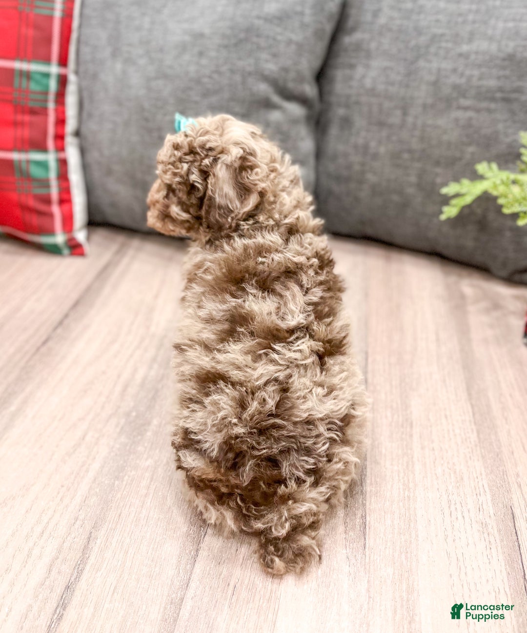 Miniature Poodle dogs for sale: Marla - Ad 5