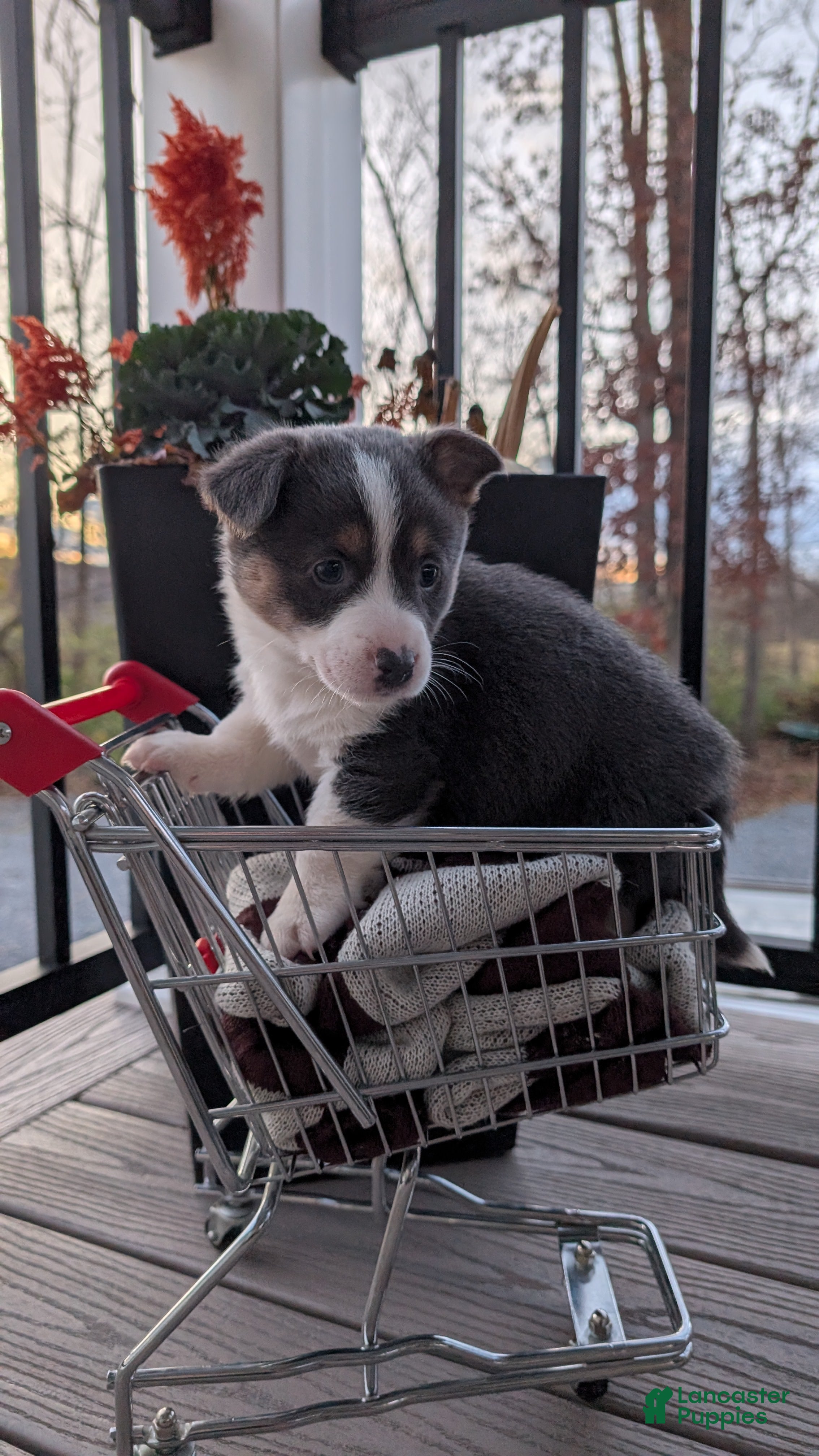 Mixed Breed dogs Comet - Ad 34