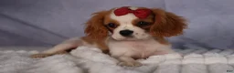 Cavalier King Charles Spaniel dogs for sale:  Nugget🐾 - Ad 4