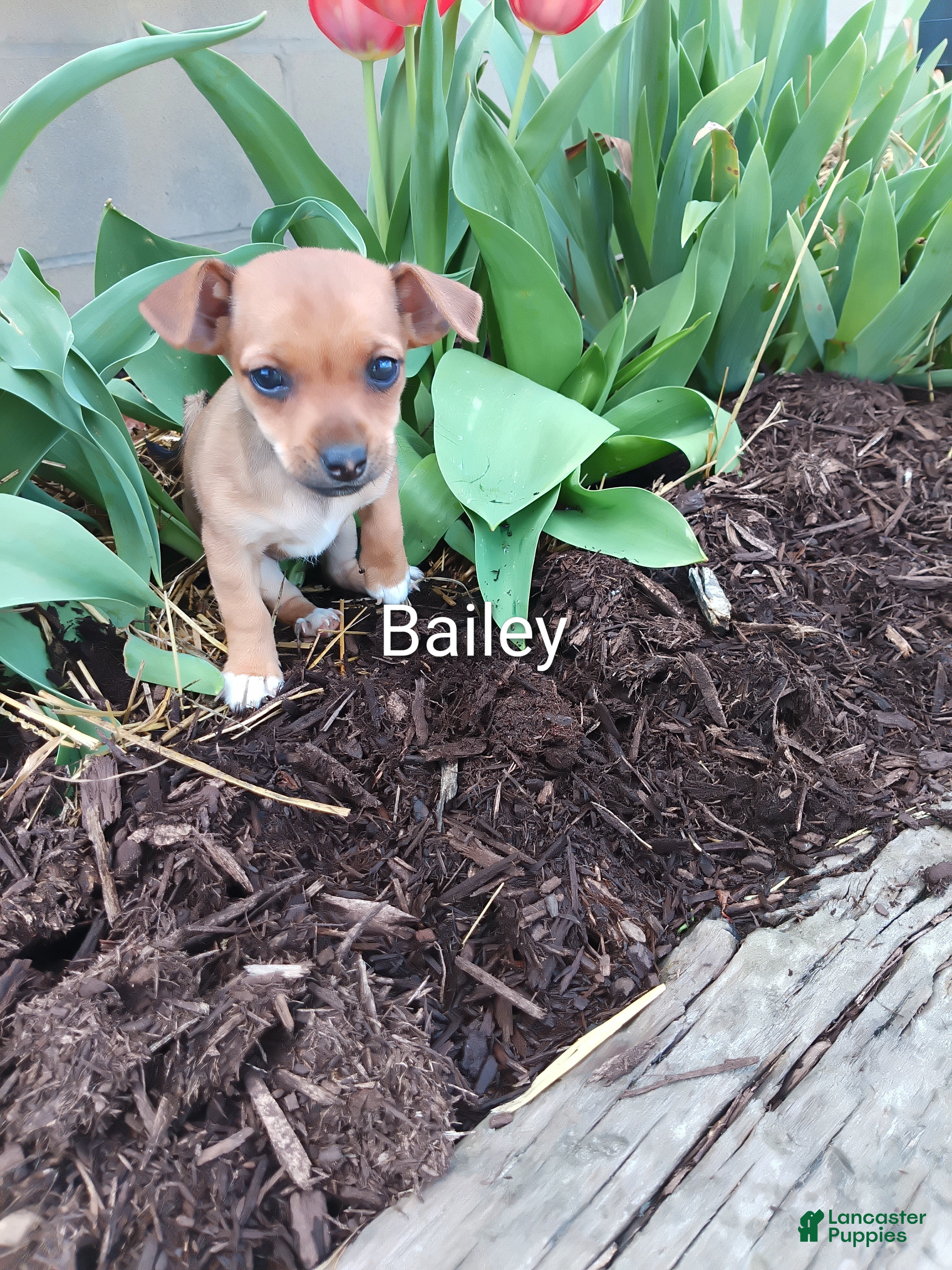 Chihuahua dogs Chihuahua Puppy 3 - Ad 11