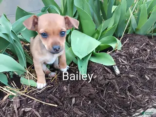 Chihuahua dogs Chihuahua Puppy 3 - Ad 41