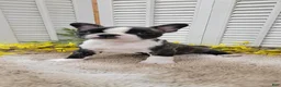 Frenchton dogs for sale: Emmy - Ad 12