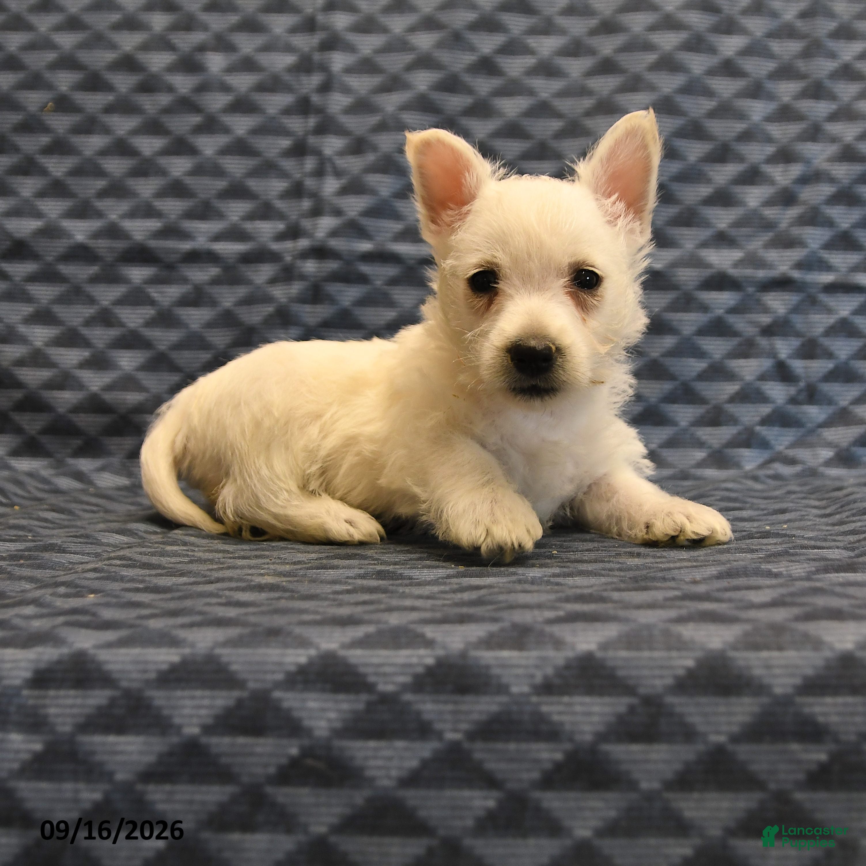 West Highland Terrier dogs Nick  - Ad 1