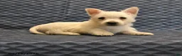 West Highland Terrier dogs for sale: Nick  - Ad 1
