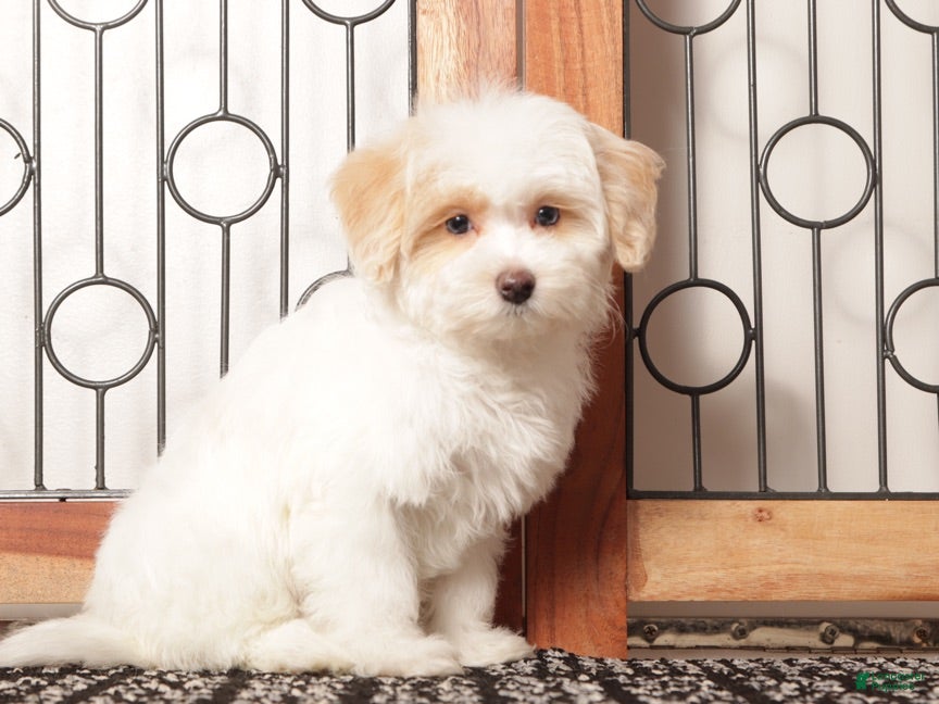 Maltipoo dogs Tinkerbell- Female Maltipoo - Ad 2