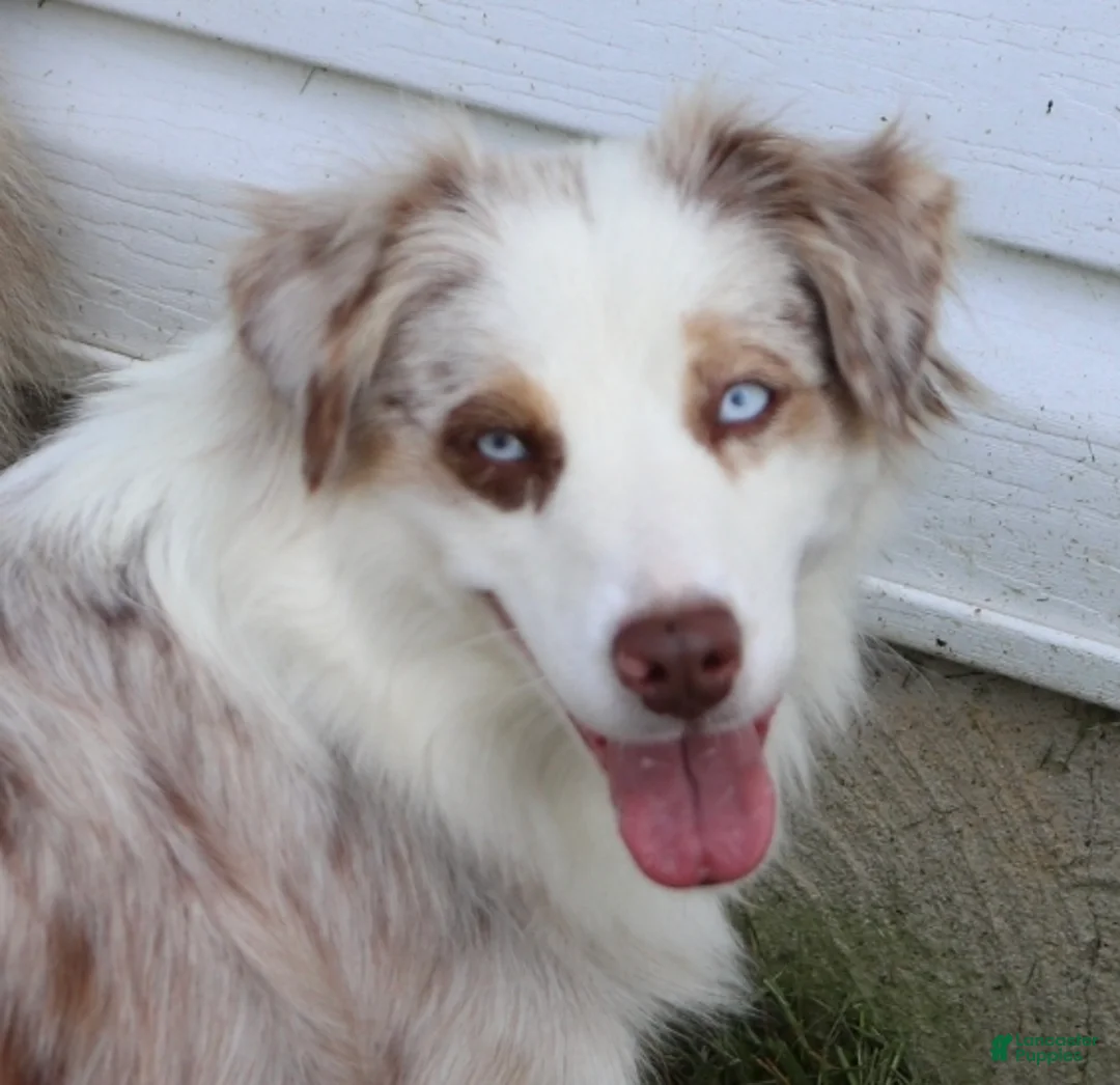 Miniature Australian Shepherd dogs for sale: Teddy - Ad 4
