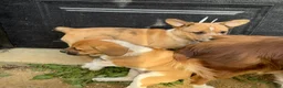 Mixed Breed dogs for sale: Mixed Breed Puppy 3 - Ad 3