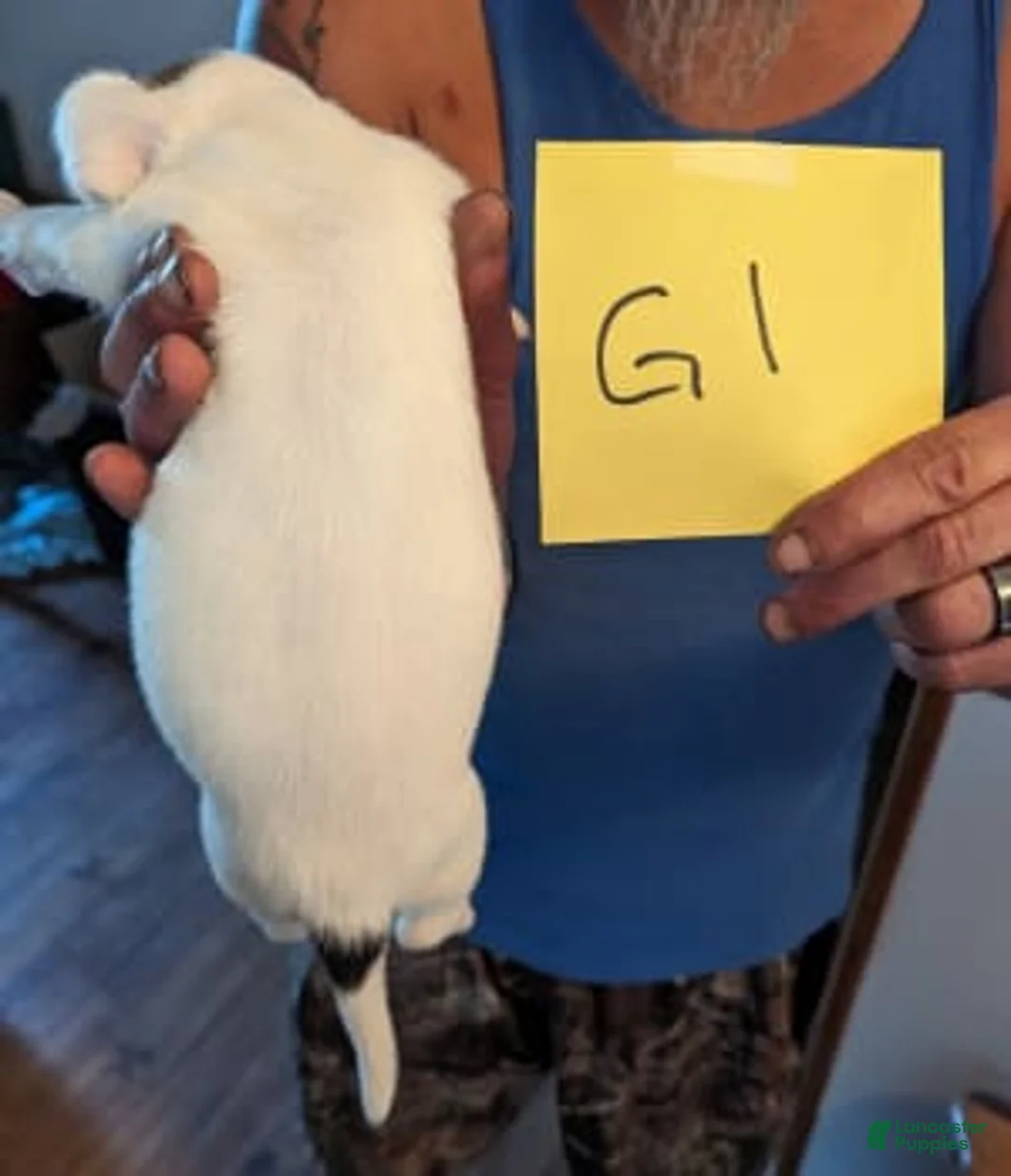 Gallery Image {{count}}