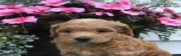 Mini Goldendoodle dogs for sale: Kathy - Ad 5