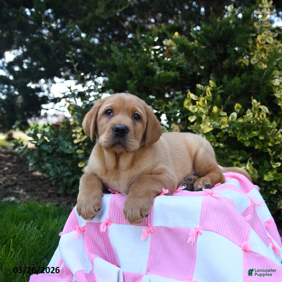 Labrador Retriever dogs Rusty - Ad 2