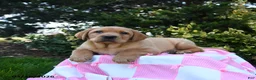Labrador Retriever dogs for sale: Rusty - Ad 2