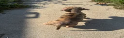 American Bully dogs for sale: Tony - Ad 7