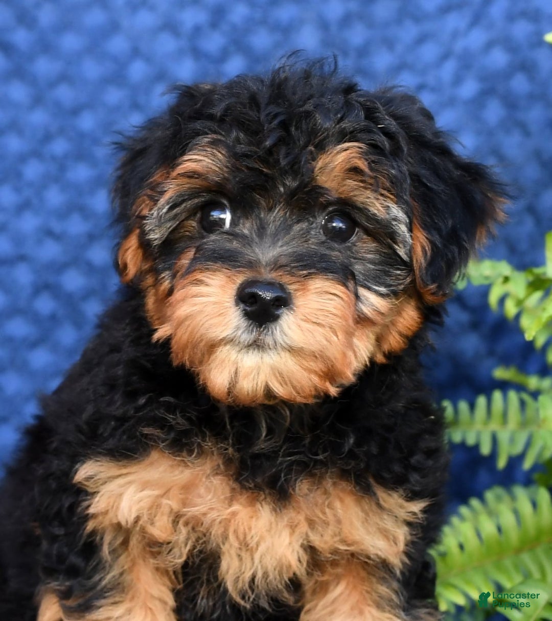 Small Teacup Yorkie Poo Puppies For Sale Near Me Female Yorkie Poo