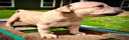American Bully dogs for sale: American Bully Puppy 7 - Ad 13