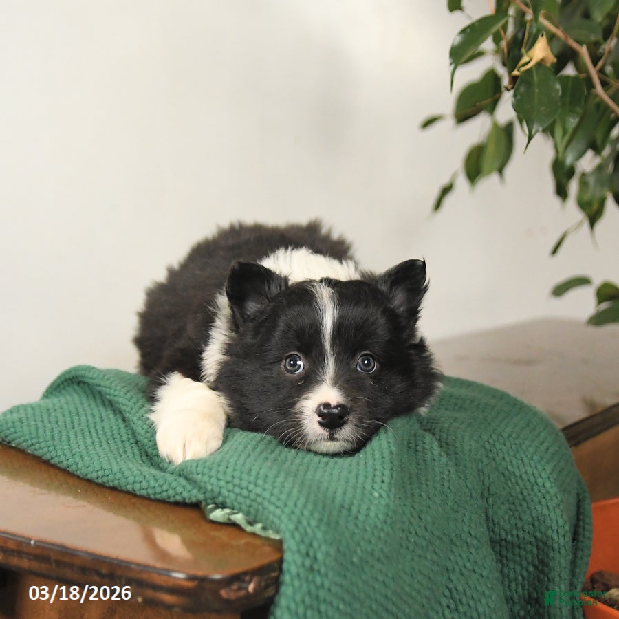 Mixed Breed dogs Joey - Ad 1