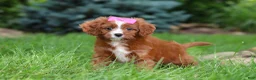 Cavapoo dogs for sale: Summer - Ad 7