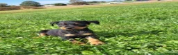 Miniature Pinscher dogs for sale: Male 1 - Ad 3