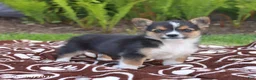 Miniature Australian Shepherd dogs for sale: Sidney - Ad 3
