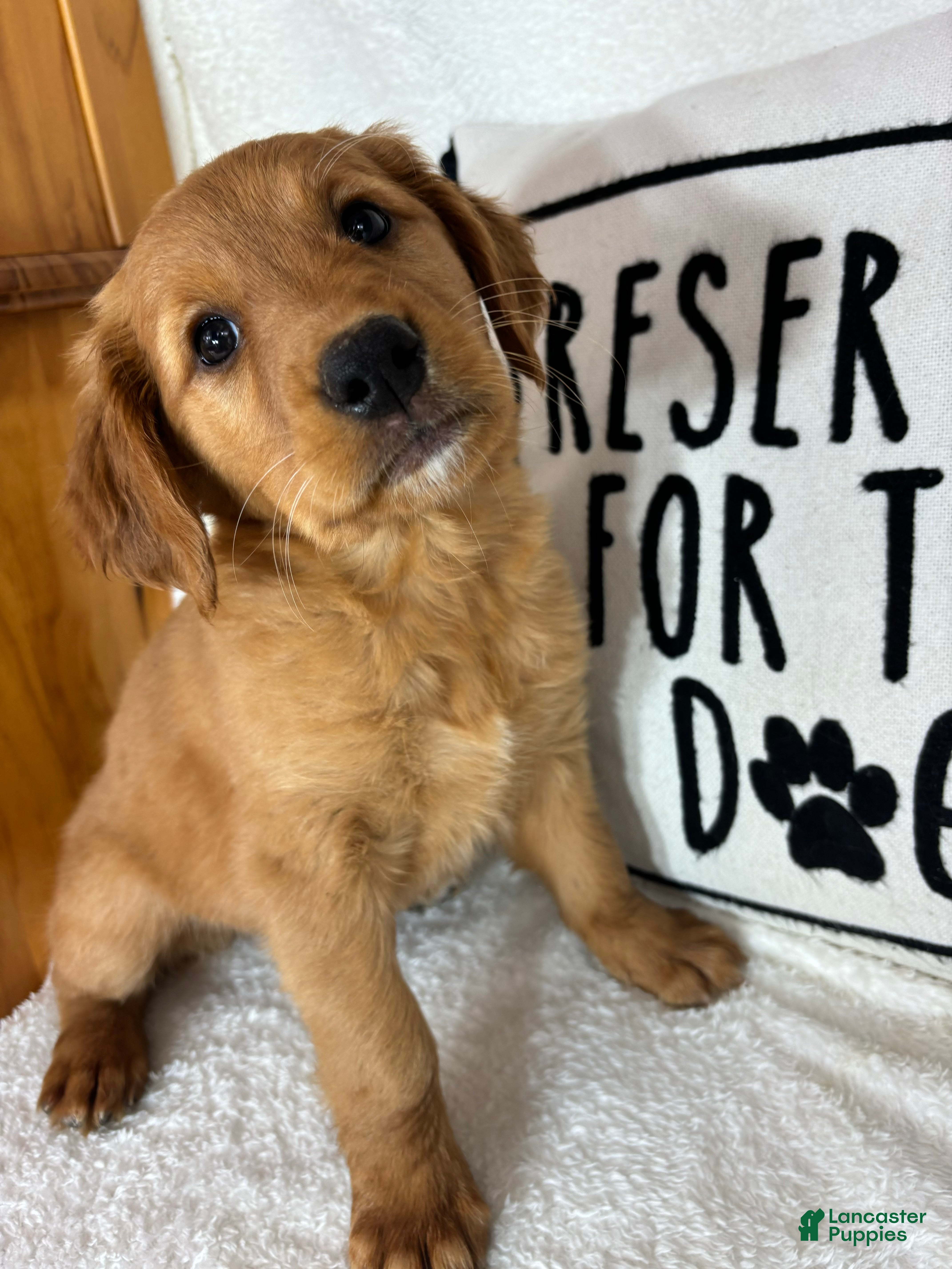Golden Retriever dogs Gloria - Ad 29