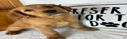 Golden Retriever dogs for sale: Gloria - Ad 1