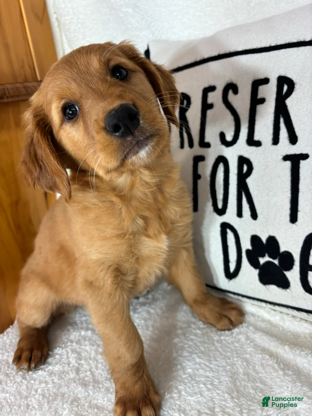 Golden Retriever dogs for sale: Gloria - Ad 1