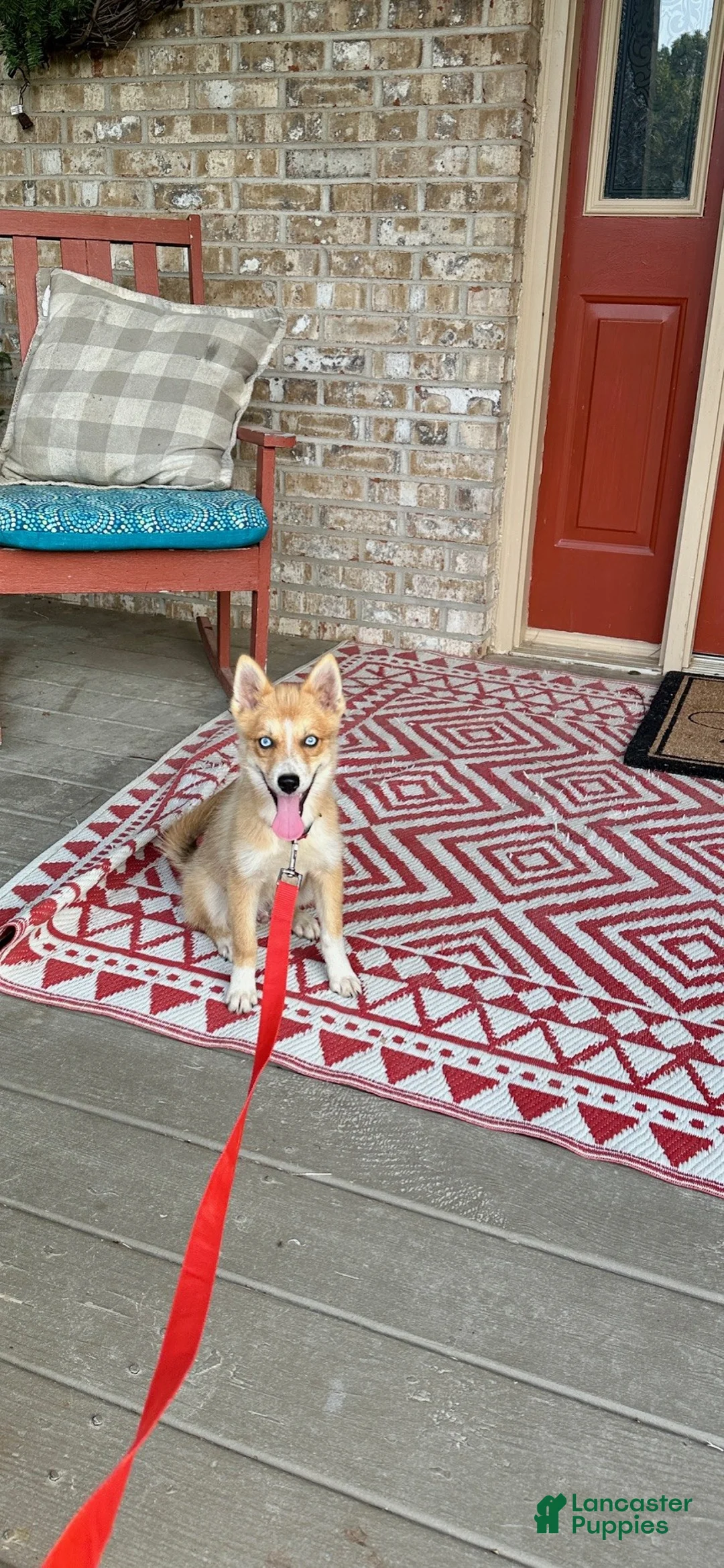 Pomsky dogs for sale: Hugo - Ad 2