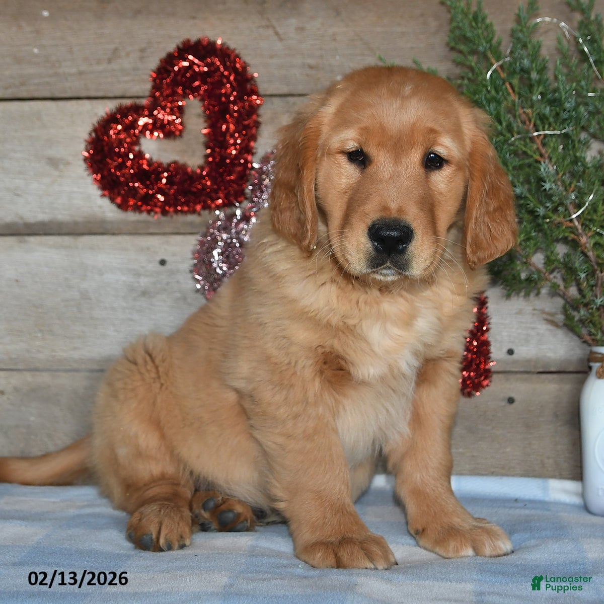 Golden Retriever dogs Prince - Ad 14