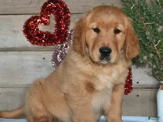 Golden Retriever dogs Prince - Ad 14